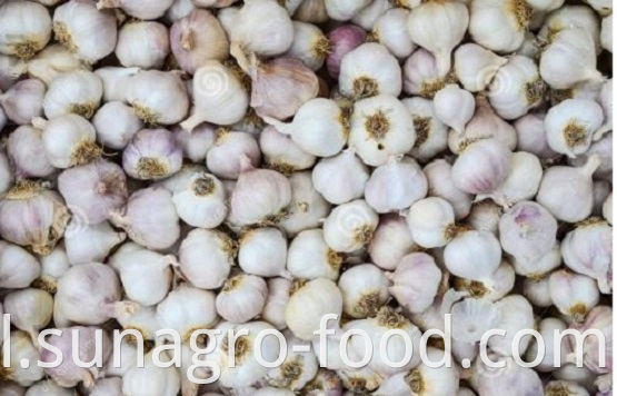 Jinxiang garlic